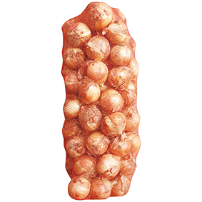 양파 